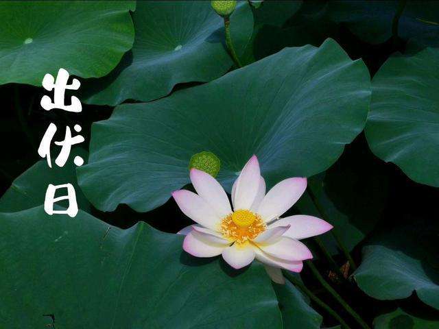 今日已出伏| 面对天气变化，孩子应该如何应对？
