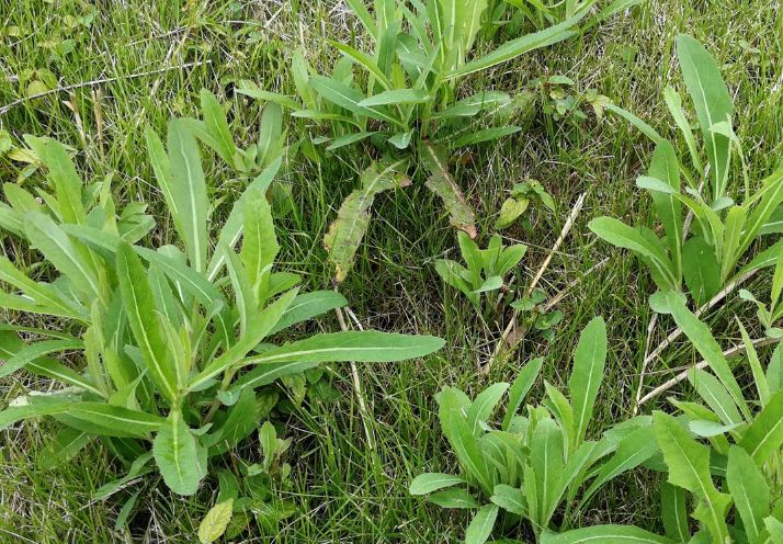 我國地域廣闊,野菜資源豐富,種類已達1000多種,多生長在山野,村邊,道