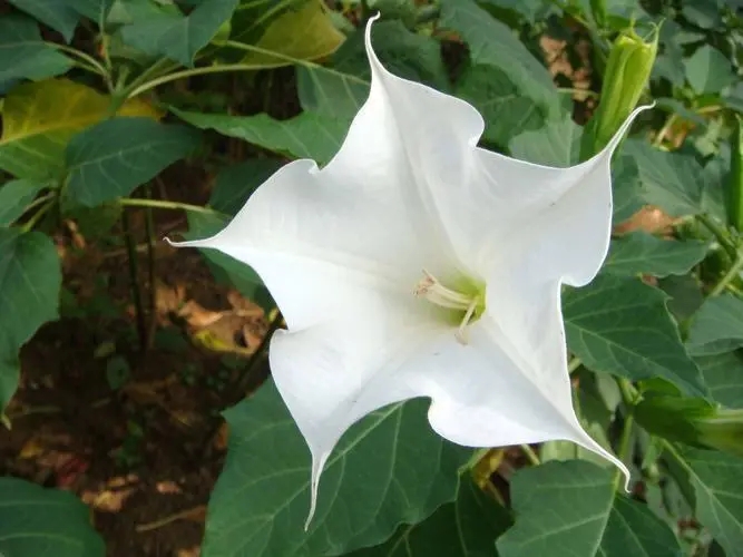 野菜正当时，食用需谨慎