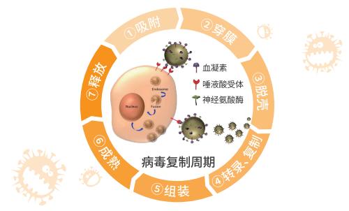 可威磷酸奥司他韦颗粒和胶囊的区别你知道吗？